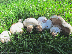 Agaricus bernardii