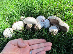 Agaricus bernardii