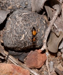 Opisthopsis picta
