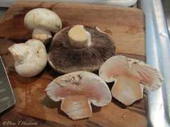 Agaricus bernardii