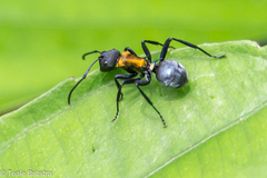 Polyrhachis ornata