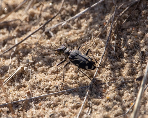 Oblique-lined Tiger Beetle