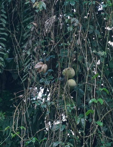 Lard Seed (Hodgsonia macrocarpa)