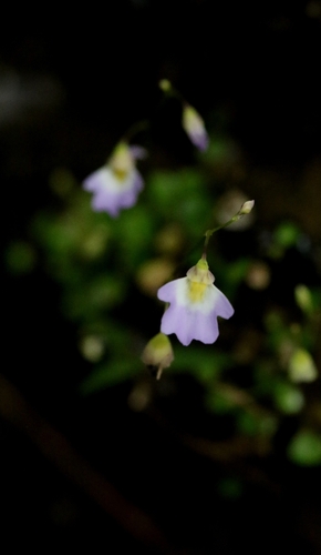Utricularia striatula (Utricularia striatula)