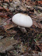 Agaricus moelleri