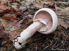Agaricus moelleri