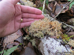 Sphaerophorus venerabilis