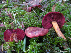 Cortinarius smithii