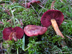Cortinarius smithii