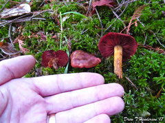 Cortinarius smithii