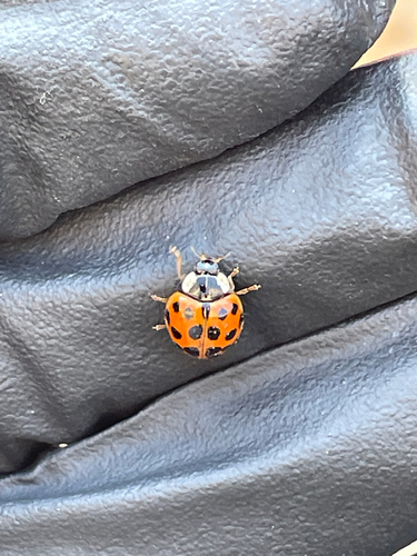 Asian Lady Beetle