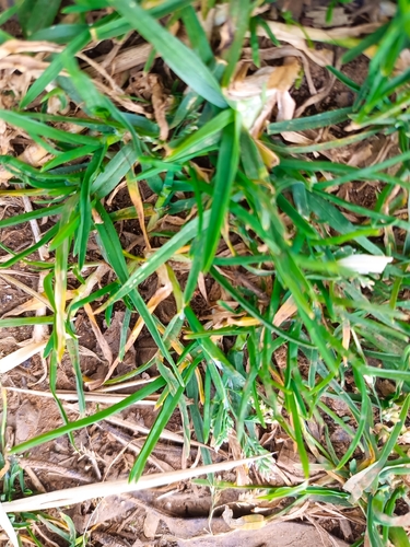 Annual Meadow-grass