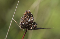 Luzula capitata