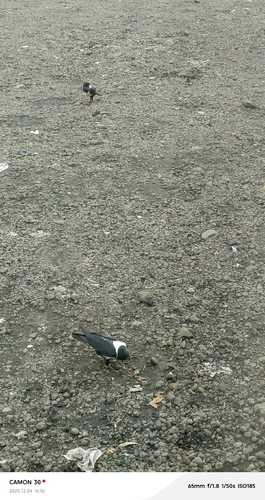 Pied Crow