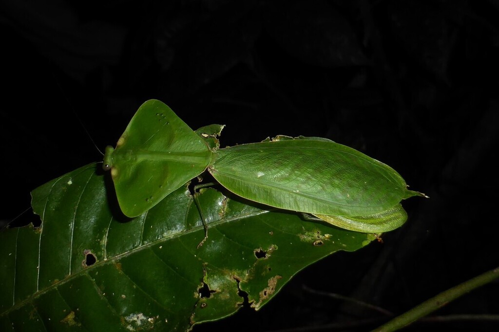 Choeradodis strumaria