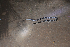 Bungarus candidus