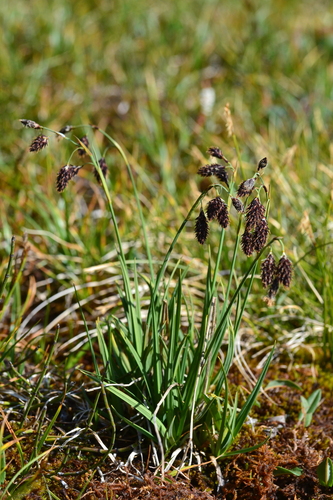 scorched alpine-sedge (Carex atrofusca)