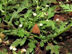 Parthenium hysterophorus image