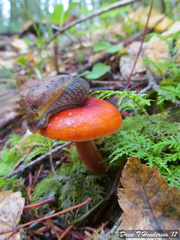 Lactarius subflammeus