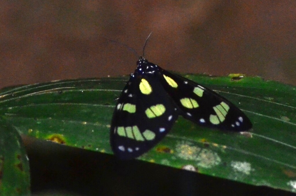 Phaloe ignita