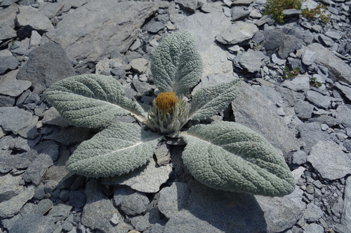 Berardia lanuginosa (Berardia lanuginosa)