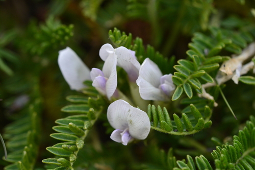 Stinking milk vetch (Oxytropis fetida)