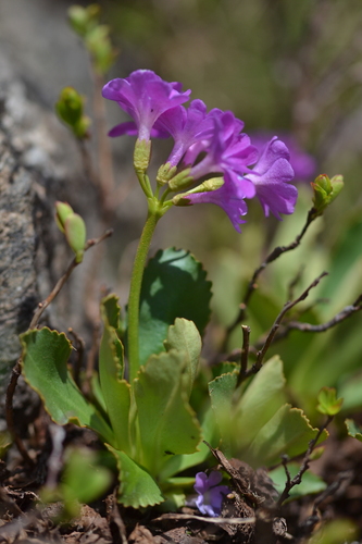 Primula pedemontana, photograph 2