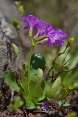 Primula pedemontana, photograph (c) Flavien Saboureau, some rights reserved (CC BY)