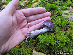 Cortinarius substriatus