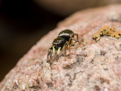 Heliophanus wesolowskae