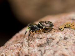 Heliophanus wesolowskae