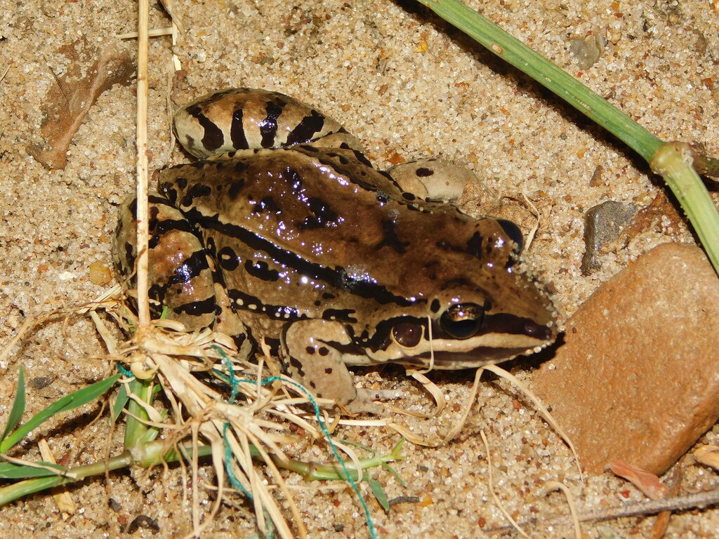 Moustached Frog