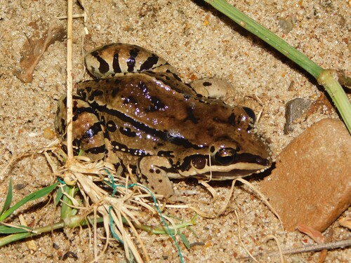 Moustached Frog