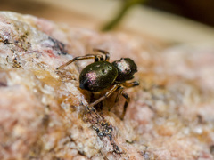 Heliophanus wesolowskae