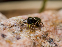 Heliophanus wesolowskae