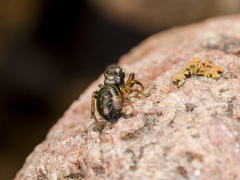 Heliophanus wesolowskae