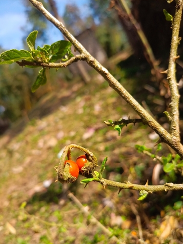 Solanum macracanthum