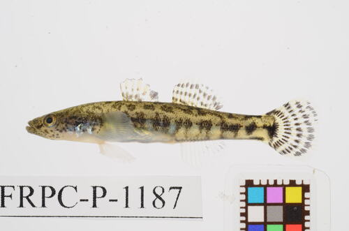 Floating goby (Gymnogobius urotaenia) — Gobiidae