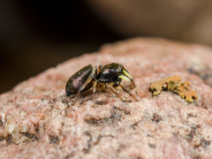 Heliophanus wesolowskae