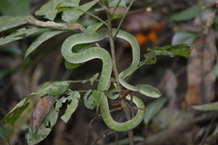 Trimeresurus vogeli