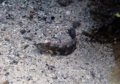 Eupetrichthys angustipes