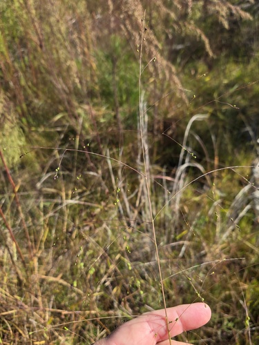warty panic grass (Kellochloa verrucosa)