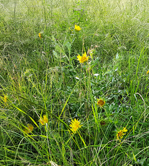 Berkheya onopordifolia