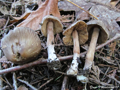 Inocybe assimilata