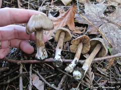 Inocybe assimilata