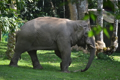 Elephas maximus