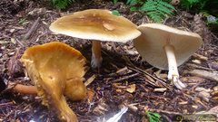Melanoleuca cognata
