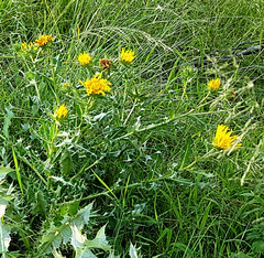 Berkheya onopordifolia