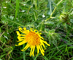 Berkheya onopordifolia