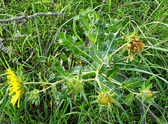 Berkheya onopordifolia